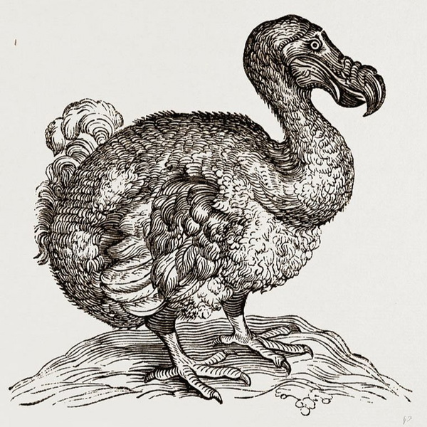 Artwork for Vreemde Vogels : verhalen voor zwevers door zwevers