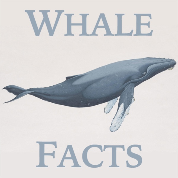 Artwork for Whale Facts