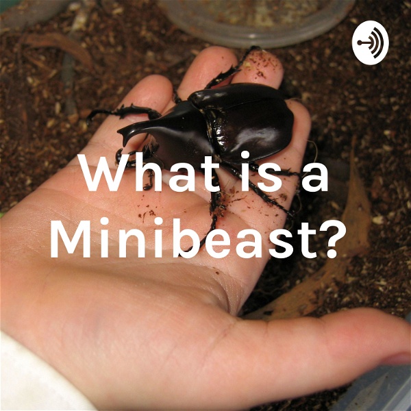 Artwork for What is a Minibeast?