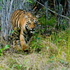 Whispers of the Jungle with OK