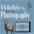 Wildlife and Photography