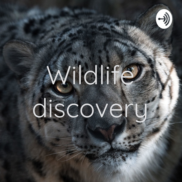 Artwork for Wildlife discovery