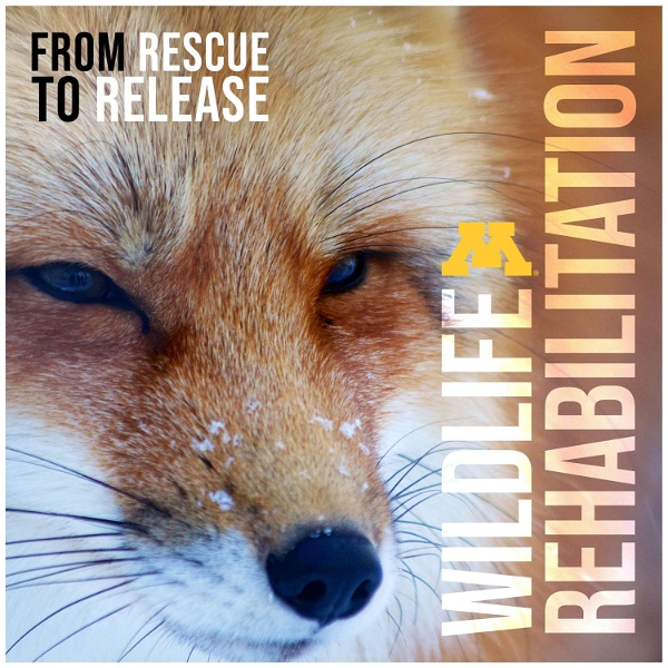 Artwork for Wildlife Rehabilitation: From Rescue to Release