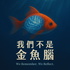 我們不是金魚腦