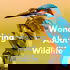 Wondering About Wildlife