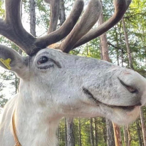 Artwork for 野蜂飞舞