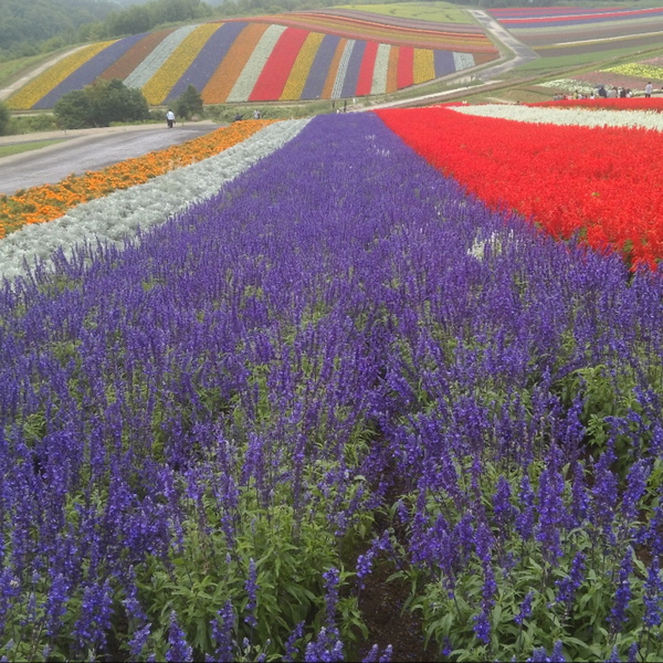 Artwork for 鐘鳴奇蹟